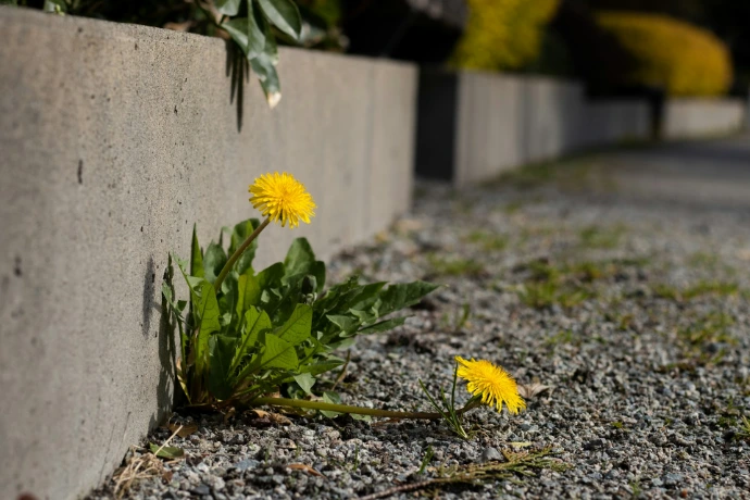 a couple yellow flowers
